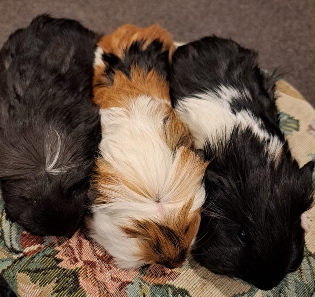 Beautiful long haired guinea pigs Carousel 3