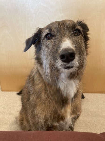 Kora the Bearded Collie/Whippet Cross, 8 years Carousel 2