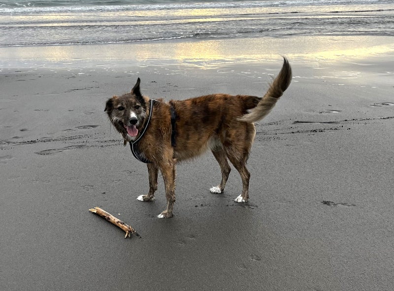 Kora the Bearded Collie/Whippet Cross, 8 years Carousel 1