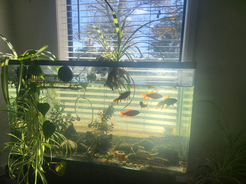 fish tank Carousel 2