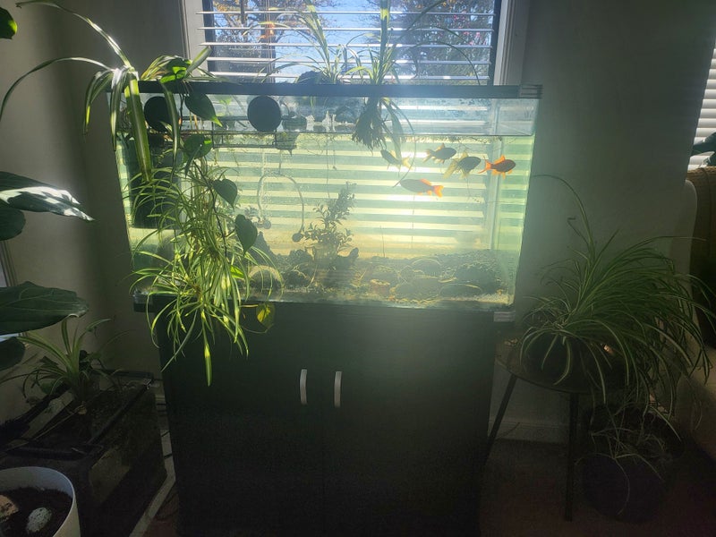 fish tank Carousel 6