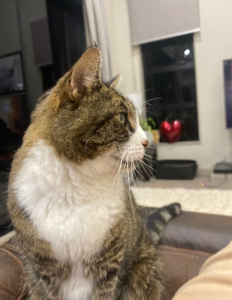 Lost tabby cat Carousel 2