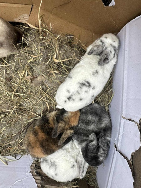 Purebred Standard Rex Rabbits Carousel 20