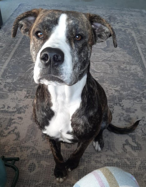 Lovely Dog Needs a New Home Carousel 1