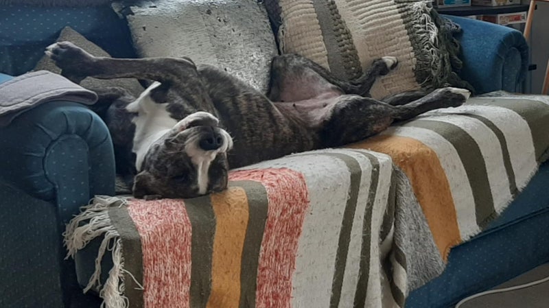Lovely Dog Needs a New Home Carousel 2