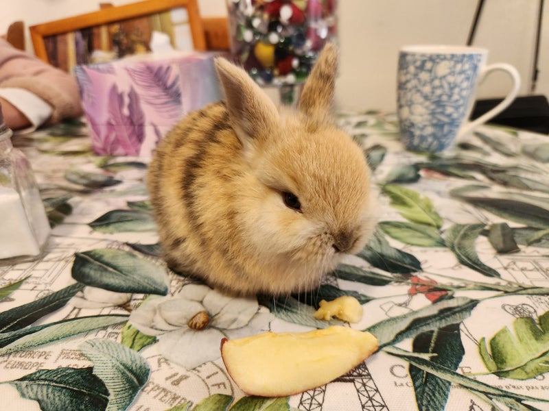 Baby rabbits Carousel 12