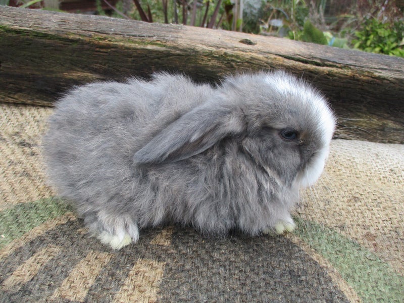 Mini Lop Rabbits Carousel 1