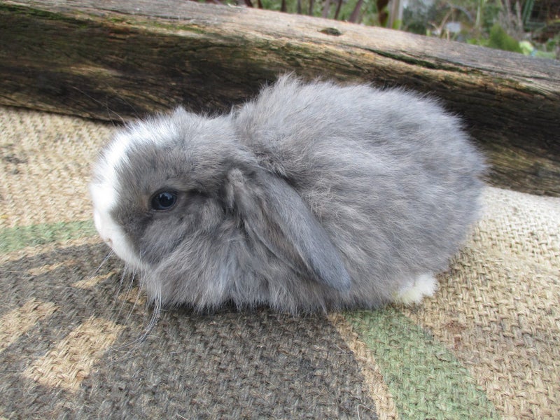 Mini Lop Rabbits Carousel 2