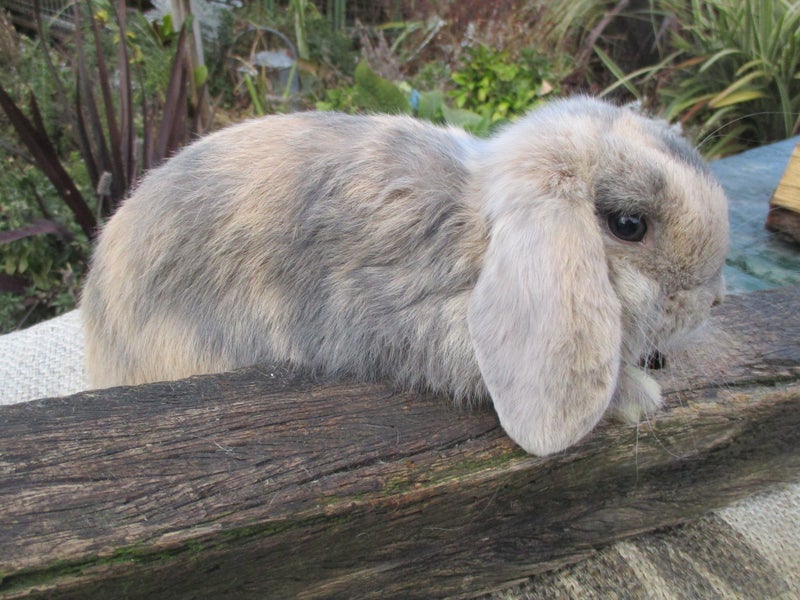 Mini Lop Rabbits Carousel 18