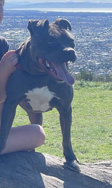 American Blue Staffy Carousel 1