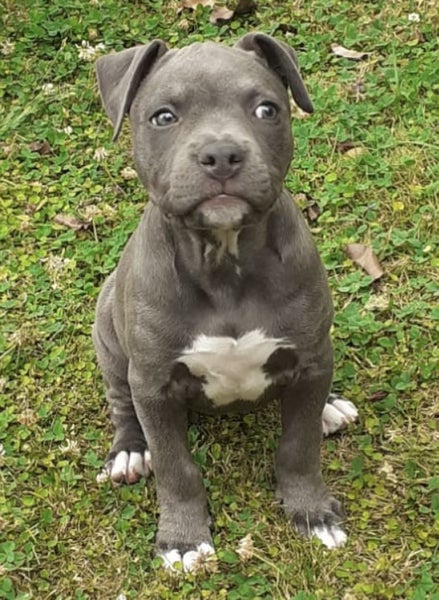 American Blue Staffy Carousel 2