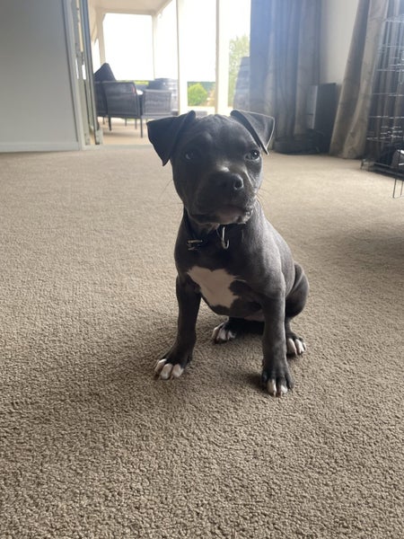 American Blue Staffy Carousel 3