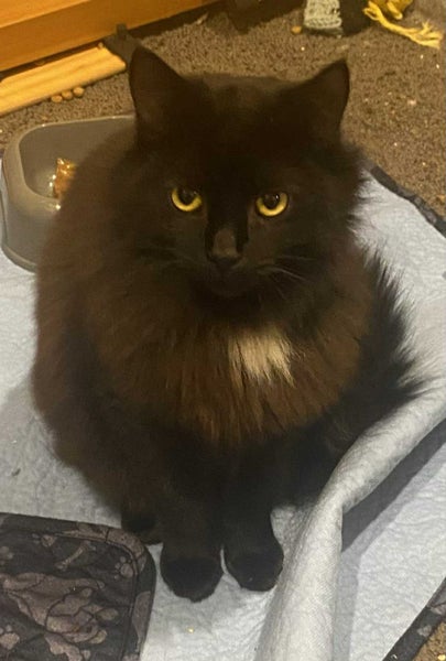 THE STREET CAT PROJECT - INDI - AVAILABLE FOR ADOPTION Carousel 1