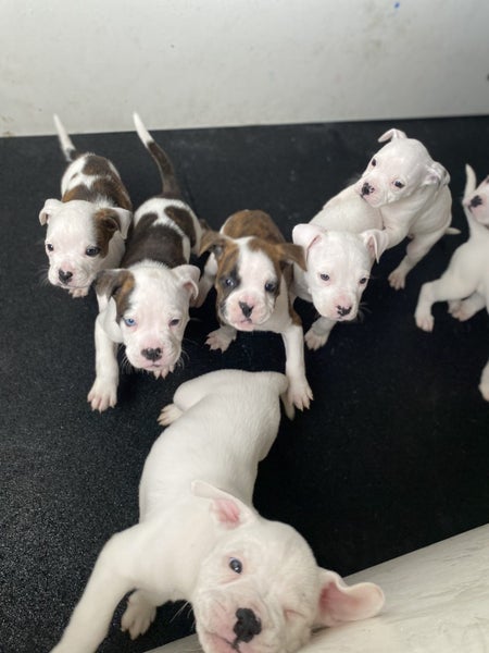 American bulldog x pit puppies Carousel 8