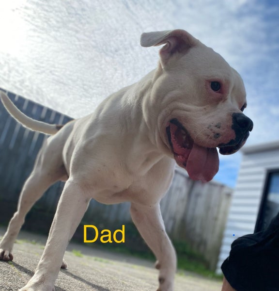 American bulldog x pit puppies Carousel 2