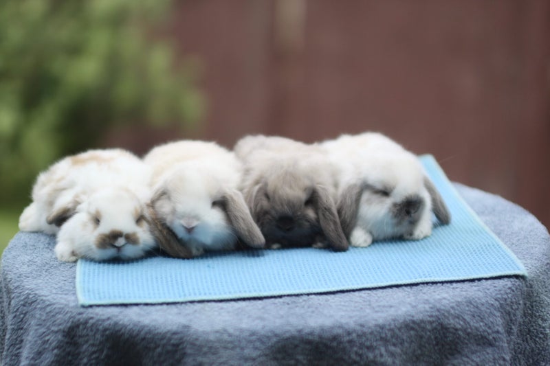 very cute Pure Bred mini Lops Carousel 1
