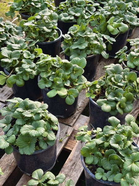 Strawberry Plant Hybrid Monterey Tissue Culture | 4.5L Pot Carousel 1