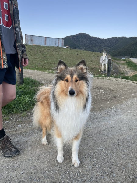 Border Collie x Rough Collie Puppies Carousel 12