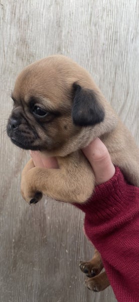 Griffon cross puppies63654998811265112