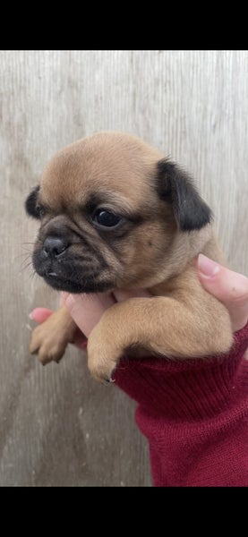 Griffon cross puppies63654998811265111