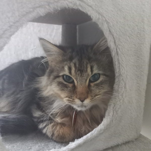 CAT RESCUE CHRISTCHURCH - Ready for Adoption - Marlow Carousel 1
