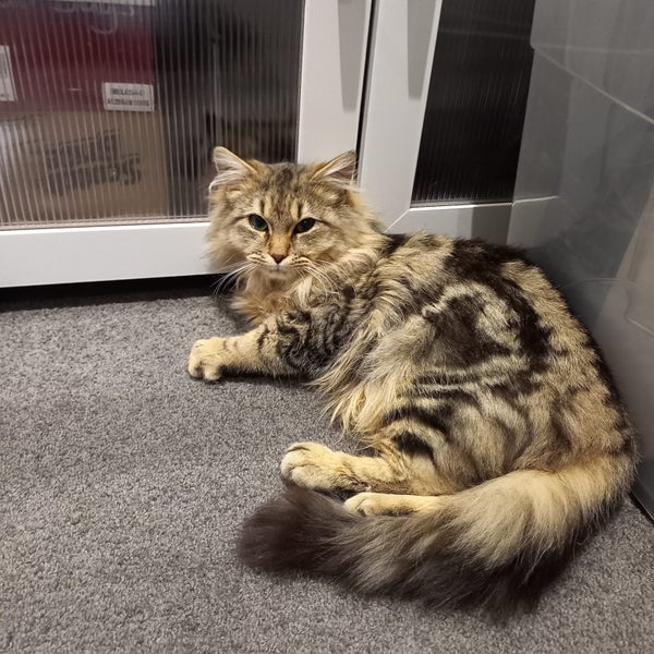 CAT RESCUE CHRISTCHURCH - Ready for Adoption - Marlow Carousel 2