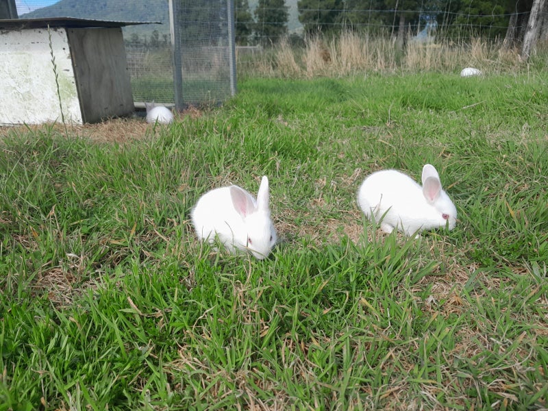 NZ White X Californian Baby Rabbits Carousel 1