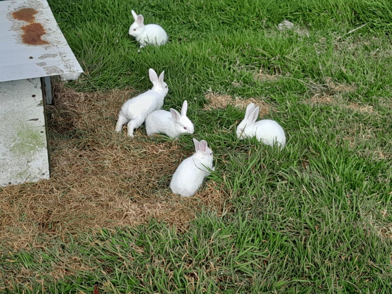 NZ White X Californian Baby Rabbits Carousel 2
