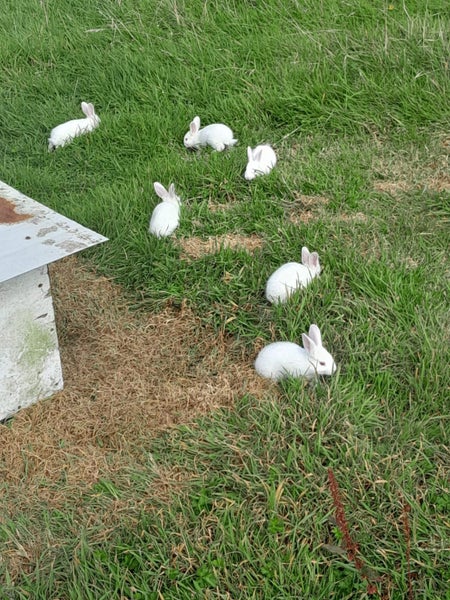 NZ White X Californian Baby Rabbits Carousel 6