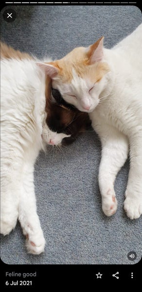 Brothers ragdoll x Burmese to rehome Carousel 2
