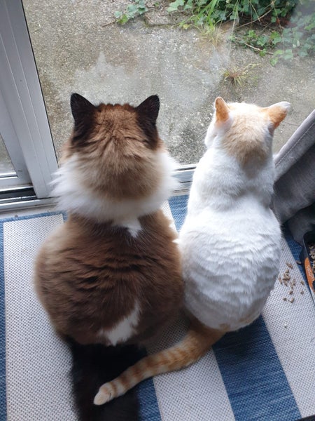 Brothers ragdoll x Burmese to rehome Carousel 1