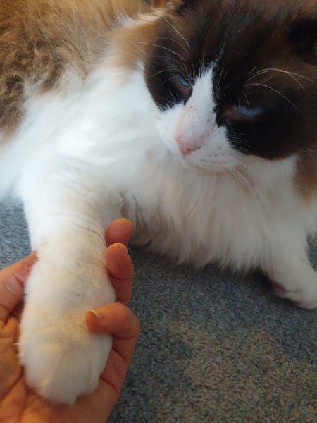 Brothers ragdoll x Burmese to rehome Carousel 15