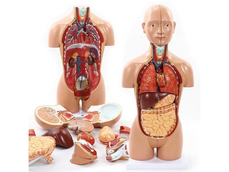 Human Anatomy 1:6 Translucent Person 4D Master Assembling Toy Human Body Organ Carousel 1