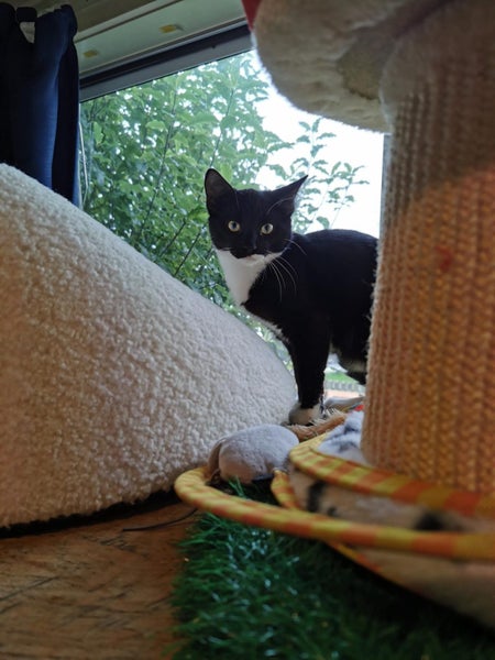 Kitty Haven - Sprax Carousel 1