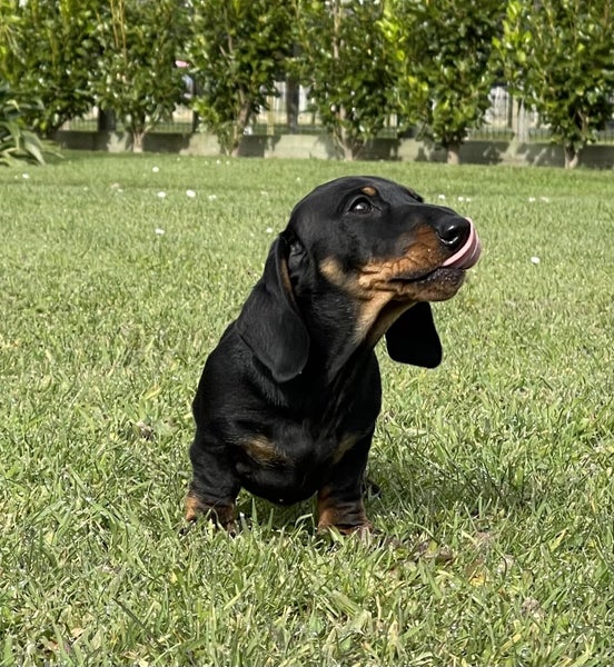 Miniature Dachshund Puppy Carousel 1