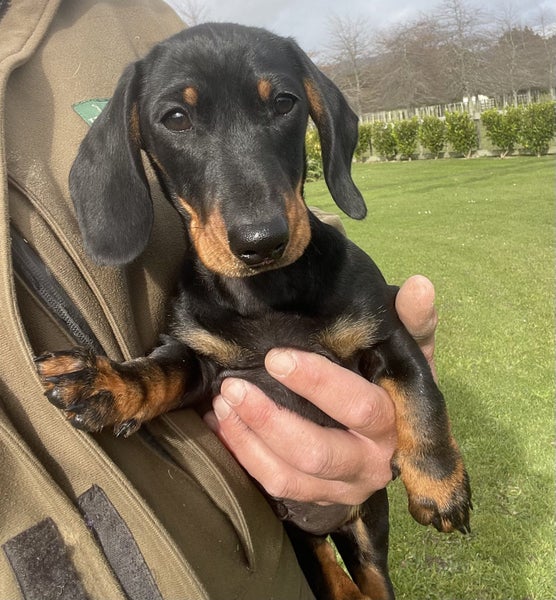 Miniature Dachshund Puppy Carousel 2