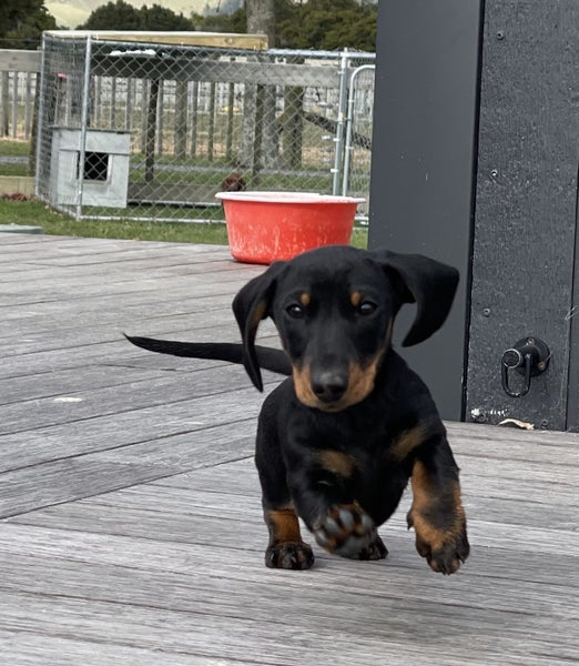 Miniature Dachshund Puppy Carousel 10