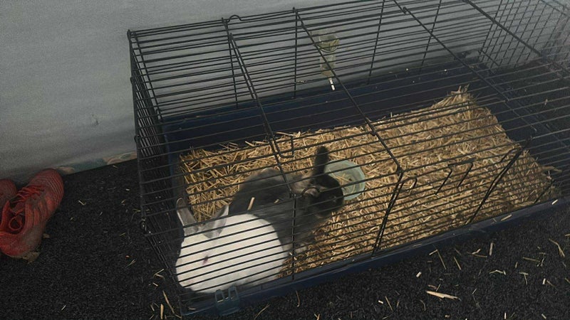 2 Lop Bunnies with full set up Carousel 2