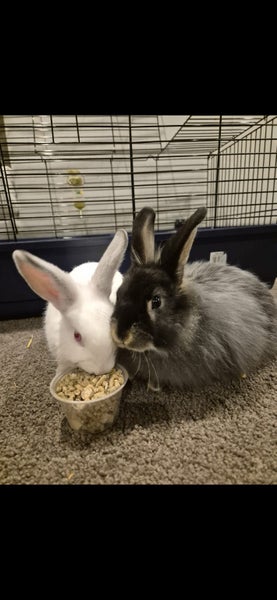 2 Lop Bunnies with full set up Carousel 1