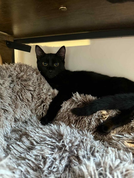 Kitty Haven - Onyx Carousel 2