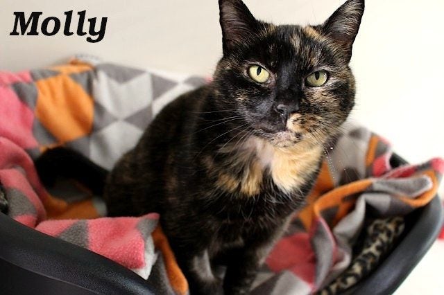 Cats Protection Canterbury - New Arrivals 12/8/25 Carousel 1