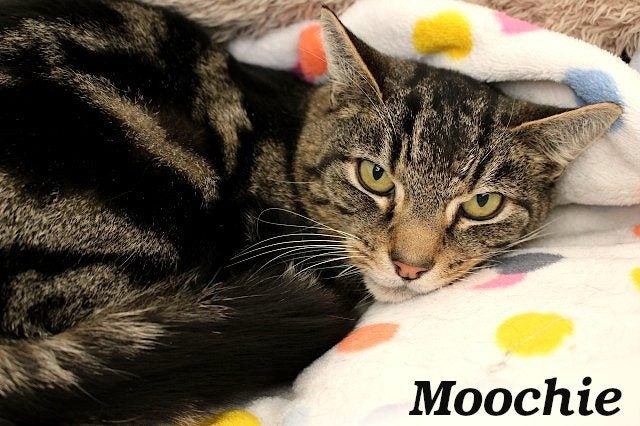 Cats Protection Canterbury - New Arrivals 12/8/25 Carousel 2