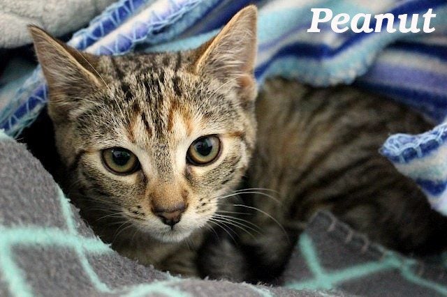 Cats Protection Canterbury - Kittens Carousel 1