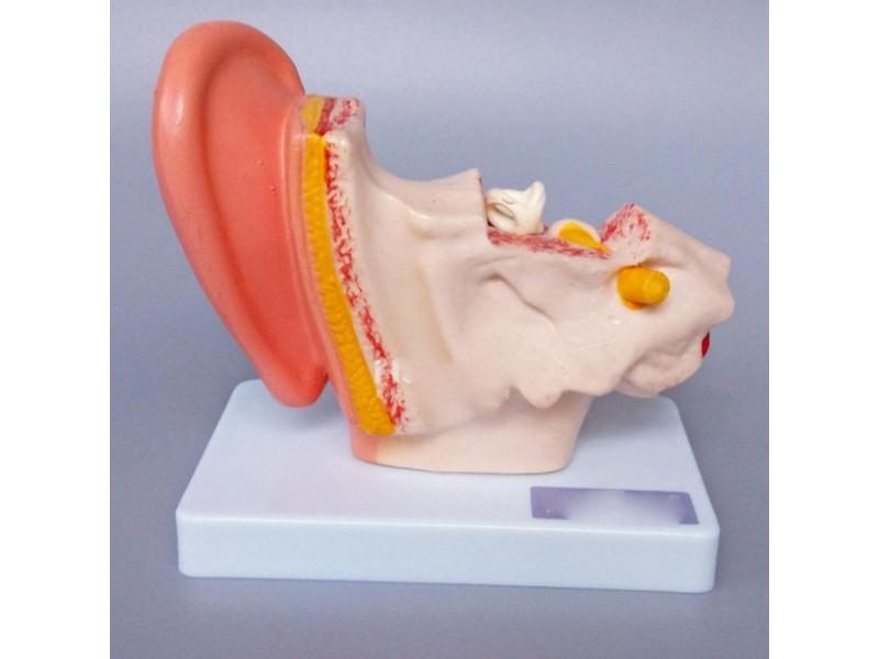 1.5X Life Size Human Ear Anatomy Medical Model Non-removable On Base Carousel 1