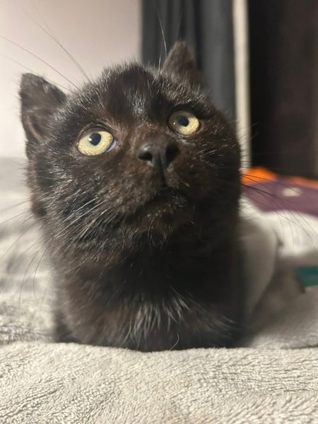 Rescue Kitten Matilda Carousel 2
