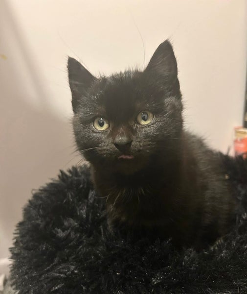 Rescue Kitten Matilda Carousel 1