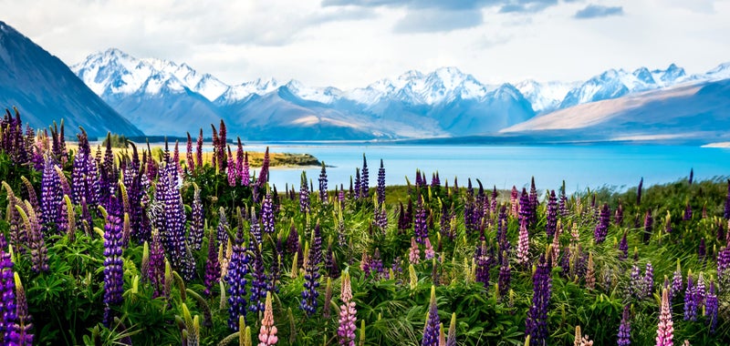 Rokit Wall Art Flowering Lupins At Lake Tekapo 60 x 120 Canvas Print Carousel 2