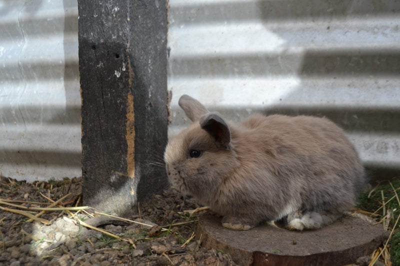 Mini lop bunnies Carousel 2