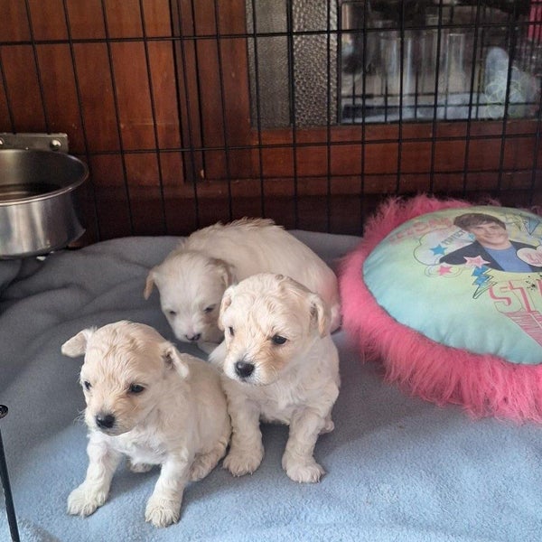 Bishon X Maltese Poodle Carousel 1