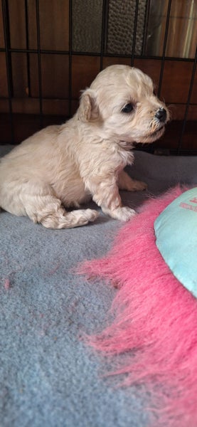 Bishon X Maltese Poodle Carousel 2